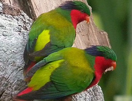 Rimatara
