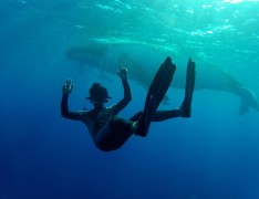 Sortie baleine en Polynésie française