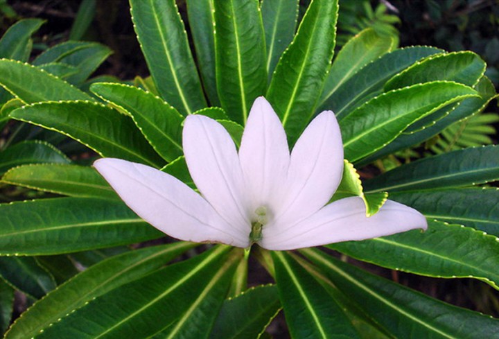 tiare apetahi