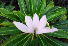 tiare apetahi