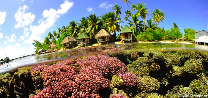 Jardin de corail au pied de mon bungalow