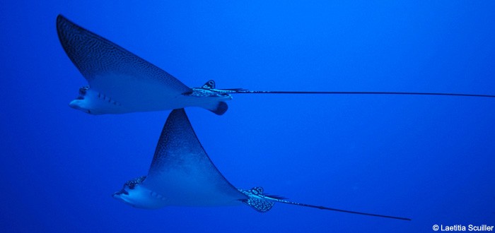 Raies Léopard dans une passe de Fakarava