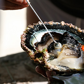 Greffage de perle de Tahiti
